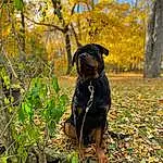 Dog, Plant, Carnivore, Dog breed, Tree, Collar, Fawn, Grass, Companion dog, Working Animal, Tints And Shades, Dog Collar, Snout, Wood, Twig, Forest, Tail, Canidae, Leash