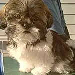 Dog, Dog breed, Carnivore, Liver, Companion dog, Fawn, Toy Dog, Shih Tzu, Snout, Working Animal, Canidae, Furry friends, Shih-poo, Maltepoo, Whiskers, Small Terrier, Terrier, Terrestrial Animal, Non-sporting Group