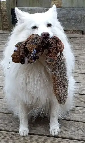 American Eskimo Dog Dog Libra