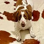 Dog, Dog breed, Carnivore, Fawn, Companion dog, Snow, Ball, Snout, Liver, Canidae, Hound, Working Animal, Tail, Hunting Dog, Paw