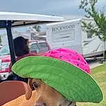 Dog, Dog breed, Hat, Working Animal, Dog Clothes, Sun Hat, Carnivore, Baseball Cap, Companion dog, Fawn, Cap, Vehicle, Eyewear, Snout, Dog Supply, Personal Protective Equipment, Leash, Grass, Tree