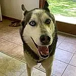Dog, Dog breed, Carnivore, Jaw, Sled Dog, Companion dog, Collar, Fawn, Working Animal, Whiskers, Pet Supply, Snout, Window, Canidae, Furry friends, Siberian Husky, Terrestrial Animal, Plant
