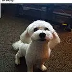 Dog, Photograph, Carnivore, Dog breed, Screenshot, Companion dog, Adaptation, Font, Toy Dog, Snout, Water Dog, Photo Caption, Poodle, Multimedia, Canidae, Happy, Puppy love, Furry friends, Poodle Crossbreed