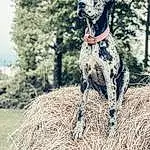Dog, Dog breed, Carnivore, Fawn, Braque Francais, Companion dog, Collar, Dog Collar, Grass, Snout, Dog Supply, Tree, Canidae, Terrestrial Animal, Tail, Working Animal, Pet Supply, Gun Dog, Working Dog