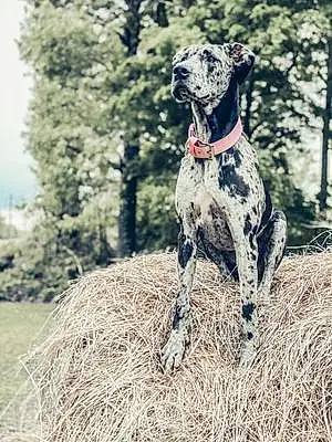 Great Dane Dog Timber