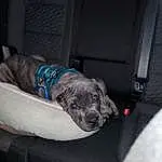 Dog, Hood, Dog breed, Carnivore, Grey, Vehicle Door, Automotive Exterior, Snout, Car Seat Cover, Auto Part, Family Car, Car Seat, Luxury Vehicle, Windshield, Electric Blue, Automotive Window Part, Vehicle, Canidae, Door Handle