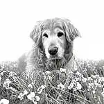 Plant, Dog, Eyes, Sky, People In Nature, Black-and-white, Style, Carnivore, Grass, Happy, Companion dog, Natural Landscape, Dog breed, Grassland, Black & White, Snout, Monochrome, Landscape, Whiskers, Prairie