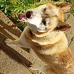 Canidae, Dog breed, Dog, Carnivore, Snout, Fawn, Akita, Akita Inu, New Guinea Singing Dog