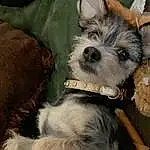 Dog, Dog breed, Carnivore, Working Animal, Collar, Dog Supply, Companion dog, Fawn, Toy Dog, Snout, Dog Collar, Canidae, Furry friends, Terrier, Small Terrier, Biewer Terrier, Non-sporting Group, Schnauzer, Puppy