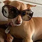 Glasses, Dog, Vision Care, Ear, Eyewear, Dog breed, Carnivore, Fawn, Sunglasses, Companion dog, Whiskers, Snout, Hat, Working Animal, Furry friends, Photo Caption, Personal Protective Equipment, Canidae, Cap