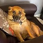Dog, Dog breed, Comfort, Carnivore, Fawn, Whiskers, Companion dog, Snout, Toy Dog, Couch, Furry friends, Paw, Chair, Canidae, Door, Windshield, Room, Working Animal