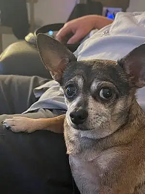 Name Chihuahua Dog Kimber