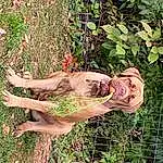 Dog, People In Nature, Plant, Gesture, Grass, Fawn, Fence, Groundcover, Wood, Mesh, Wrist, Canidae, Dog breed, Human Leg, Trunk, Tail, Thumb