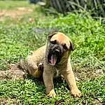 Plant, Dog, Carnivore, Dog breed, Grass, Fawn, Companion dog, Snout, Groundcover, Grassland, Working Animal, Terrestrial Animal, Soil, Canidae, Working Dog, Tail, Prairie, Landscape, Tree