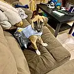Dog, Furniture, Couch, Dog breed, Comfort, Dog Supply, Carnivore, Companion dog, Fawn, Table, Working Animal, Chair, Snout, Living Room, Linens, Pet Supply, Room, Canidae