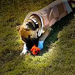 Dog, Dog breed, Carnivore, Working Animal, Grass, Companion dog, Fawn, Snout, People In Nature, Human Leg, Lawn, Soccer Ball, Canidae, Leisure, Tail, Wood, Soil, Fun