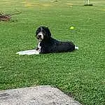 Plant, Dog, Carnivore, Grass, Dog breed, Companion dog, Working Animal, Tree, Lawn, Herding Dog, English Cocker Spaniel, Working Dog, Road Surface, Giant Dog Breed, Groundcover, Landscaping, Canidae, Hunting Dog, Garden