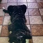 Dog, Dog breed, Carnivore, Working Animal, Companion dog, Snout, Tail, Tile Flooring, Terrier, Canidae, Furry friends, Water Dog, Working Dog, Shadow, Non-sporting Group, Schnauzer