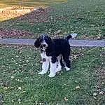 Dog, Plant, Dog breed, Grass, Carnivore, Companion dog, Herding Dog, Tints And Shades, Gun Dog, Groundcover, Tail, Canidae, Border Collie, Soil, Furry friends, Working Dog, Shadow, Working Animal