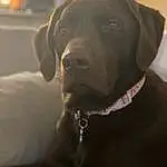 Dog, Carnivore, Collar, Working Animal, Dog breed, Whiskers, Fawn, Companion dog, Dog Collar, Pet Supply, Snout, Liver, Gun Dog, Retriever, Canidae, Furry friends, Leash, Pointing Breed, Borador