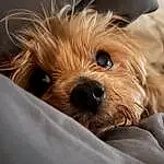 Dog, Carnivore, Dog breed, Companion dog, Fawn, Toy Dog, Liver, Working Animal, Snout, Terrier, Small Terrier, Furry friends, Canidae, Whiskers, Maltepoo, Yorkipoo, Comfort, Biewer Terrier, Toy