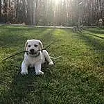 Dog, Water, Plant, Grass, Carnivore, Tree, Fawn, Companion dog, Dog breed, Tail, Trunk, Wood, Lake, Soil, Shadow, Landscape, Working Dog, Non-sporting Group, Canidae