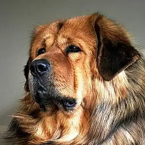 Tibetan Mastiff Dog Vinnie