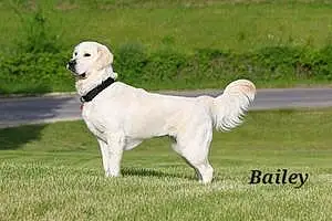 Name Dog Bailey