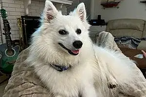 American Eskimo Dog Dog Kiana