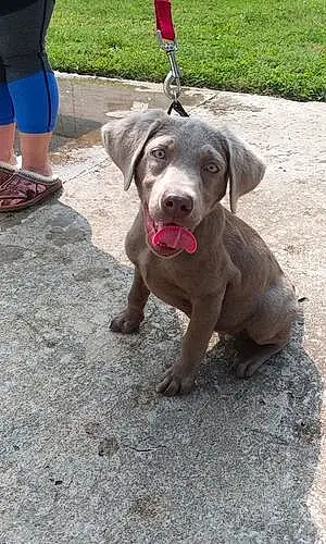 Name Labrador Retriever Dog Amber