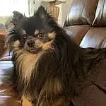 Dog, Dog breed, Carnivore, Ear, Fawn, Companion dog, Liver, Snout, Toy Dog, Comfort, Furry friends, Working Animal, Whiskers, German Spitz Klein, Canidae, German Spitz, Pekingese, Terrestrial Animal, German Spitz Mittel