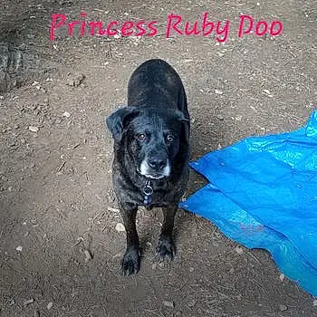Ruby Doo