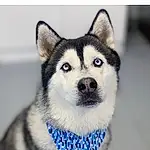 Dog, Photograph, White, Carnivore, Screenshot, Font, Dog breed, Snout, Rectangle, Technology, Whiskers, Sled Dog, Art, Illustration, Terrestrial Animal, Siberian Husky, Furry friends, Working Dog, Wolf, Square