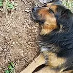 Dog, Plant, Dog breed, Carnivore, Fawn, Companion dog, Grass, Terrestrial Animal, Snout, Canidae, Soil, Furry friends, Working Dog, Herding Dog, Whiskers