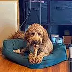 Dog, Furniture, Dog breed, Carnivore, Wood, Companion dog, Pet Supply, Water Dog, Chair, Snout, Hardwood, Liver, Comfort, Toy, Room, Shelf, Couch, Rectangle