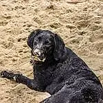 Dog, Carnivore, Dog breed, Beach, Snout, Sand, Working Animal, Soil, Gun Dog, Companion dog, Canidae, Terrestrial Animal, Landscape, Labrador Retriever, Working Dog, Borador, Hunting Dog, Shadow