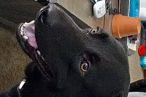Name Labrador Retriever Dog Happy