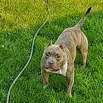 Dog, Carnivore, Working Animal, Dog breed, Fawn, Garden Hose, Groundcover, Grass, Companion dog, Terrestrial Animal, Tail, Snout, Lawn, Collar, Grassland, Pasture, Canidae, Leash, Liver