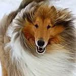 Rough Collie, Shetland Sheepdog, Dog, Carnivore, Collie, Dog breed, Companion dog, Whiskers, Snout, Scotch Collie, Terrestrial Animal, Close-up, Furry friends, Fang, Canidae