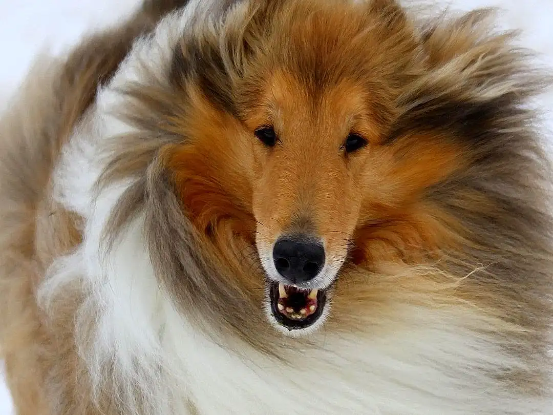 Rough Collie, Shetland Sheepdog, Dog, Carnivore, Collie, Dog breed, Companion dog, Whiskers, Snout, Scotch Collie, Terrestrial Animal, Close-up, Furry friends, Fang, Canidae