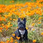 Flower, Plant, Dog, Nature, Grass, Dog breed, Carnivore, Fawn, Grassland, Natural Landscape, Companion dog, Groundcover, Meadow, Snout, Terrestrial Animal, Prairie, Landscape, Field, Working Animal, Wilderness