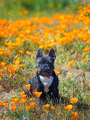 Nature French Bulldog Dog Oreo
