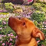 Head, Plant, Dog, Eyes, Dog breed, Leaf, Nature, Flower, Carnivore, Botany, People In Nature, Pink, Grass, Happy, Fawn, Companion dog, Summer, Trunk, Leisure, Petal