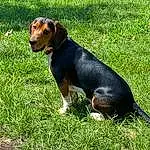 Dog, Dog breed, Carnivore, Plant, Grass, Fawn, Companion dog, Terrestrial Animal, Groundcover, Snout, Lawn, Grassland, Liver, Canidae, Tail, Working Dog, Guard Dog, Hunting Dog, Pasture