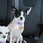 Dog, Dog breed, Carnivore, Companion dog, Fawn, Chihuahua, Dog Supply, Toy Dog, Snout, Whiskers, Collar, Working Animal, Canidae, Tail, Felidae, Furry friends, Corgi-chihuahua, Comfort, Car Seat