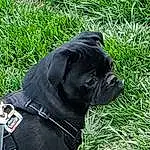 Dog, Plant, Carnivore, Dog breed, Collar, Pug, Working Animal, Grass, Fawn, Companion dog, Dog Collar, Snout, Whiskers, Canidae, Molosser, Pet Supply, Wrinkle, Leash, Guard Dog