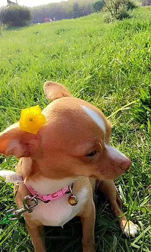 Name Chihuahua Dog Princess
