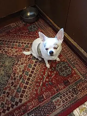Name Chihuahua Dog Juno