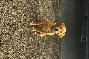 Name Labrador Retriever Dog Sonny