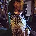 Dog, Braque Francais, Carnivore, Dog breed, Fawn, Companion dog, Liver, Snout, Working Animal, Canidae, Metal, Hound, Gun Dog, Selfie, Hunting Dog, Working Dog, Vehicle Door, Non-sporting Group